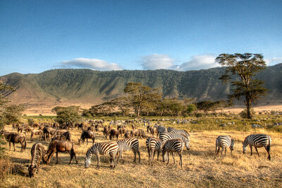 Zebras und Gnus weiden in weiter Savanne