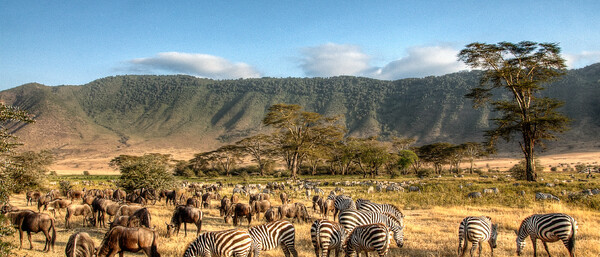 Zebras und Gnus weiden in weiter Savanne