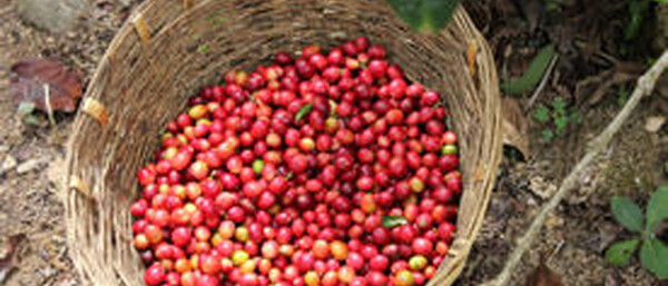 Kaffeekirschen