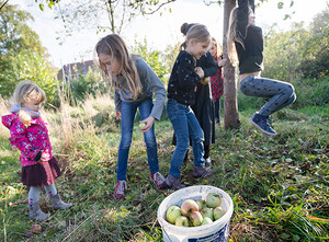 Nachmittagsprogramm: Äpfel sammeln auf der Streuobstwiese...