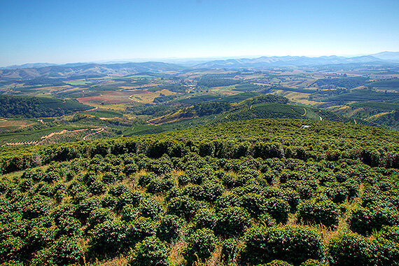 Kaffeeanpflanzungen in MinaisGerais