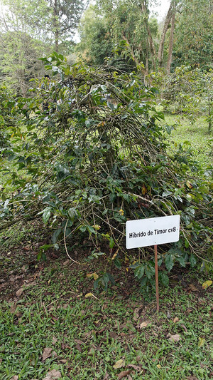 Timor-Hybrid
