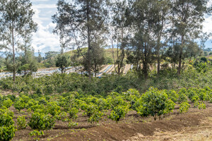 Link: Großansicht des Bildes