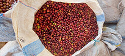 Sack voller roter Kaffeekirschen