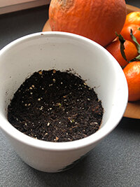 Weißer Blumentopf mit Erde vor Kürbis und Mandarinen