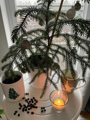 Kleiner Weihnachtsbaum, Kerze und Tassen