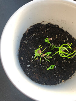 Kleine grüne Keimlinge in weißem Blumentopf