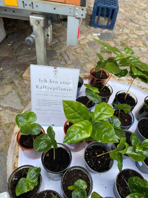 Link: Großansicht des Bildes - Bildinhalt: Mehrere kleine Kaffeepflanzen in Töpfen