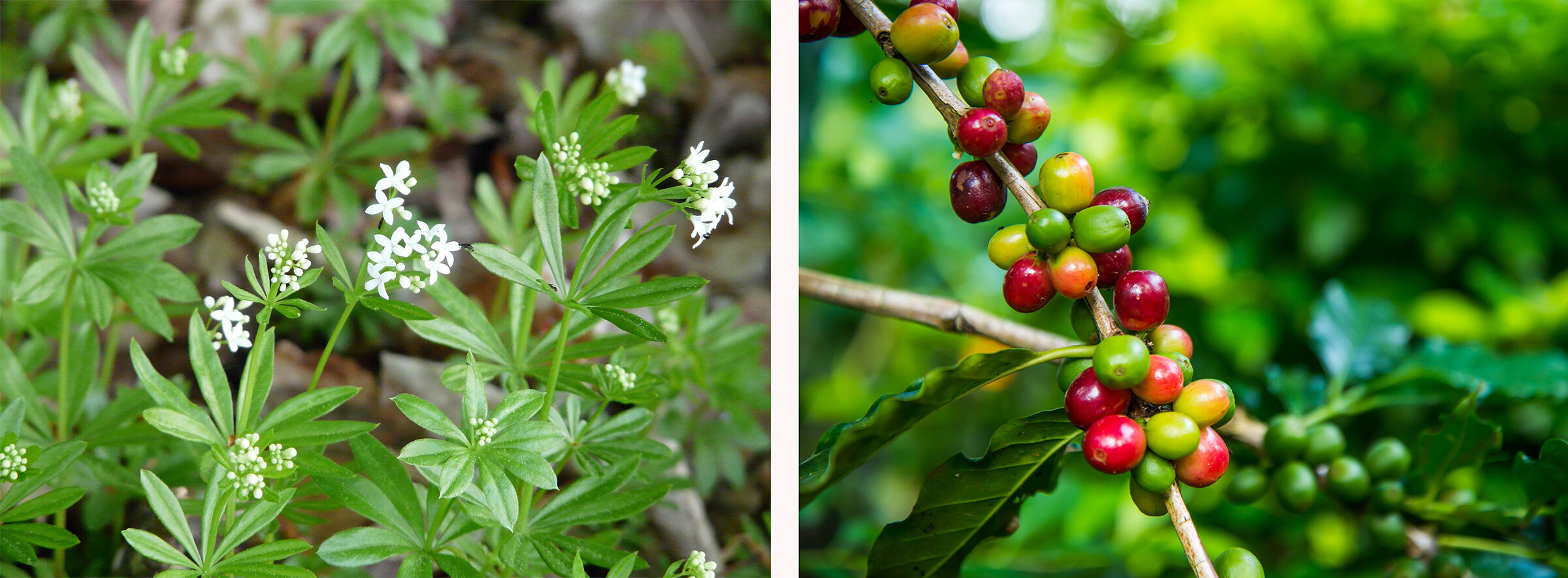 Waldmeisterpflanze und bunte Kaffeekirschen