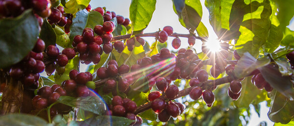 Reife rote Kaffeekirschen im Sonnenlicht