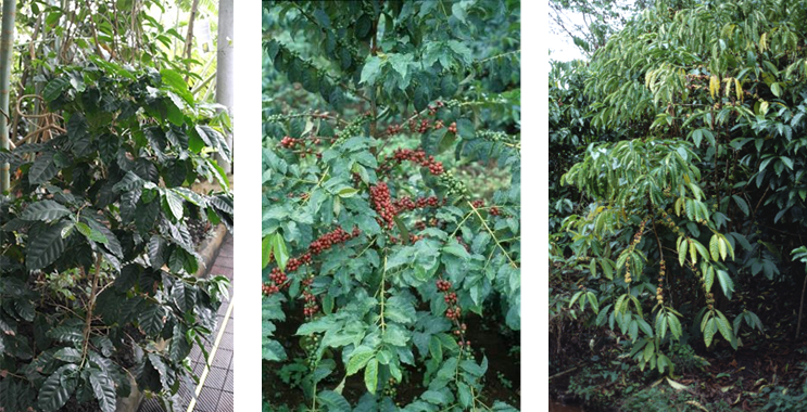 Drei üppige Kaffeepflanzen mit roten Beeren