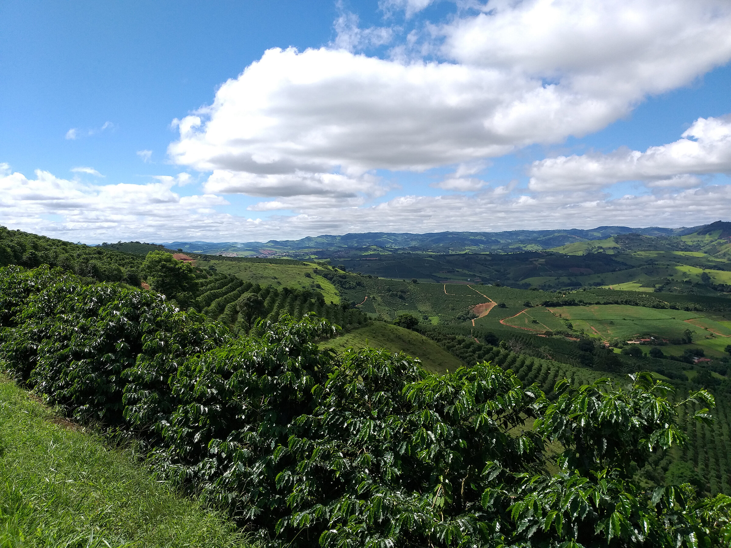 Grüne Hügel mit Feldern unter blauem Himmel