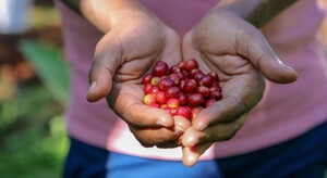 Link: Großansicht des Bildes - Bildinhalt: Hände halten rote Kaffeekirschen