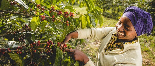 Person erntet rote Kaffeekirschen am Strauch