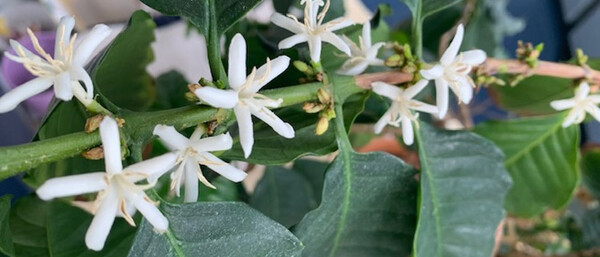 Zweig mit weißen Blüten und dunkelgrünen Blättern