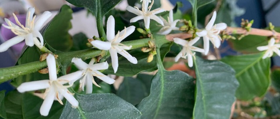 Zweig mit weißen Blüten und dunkelgrünen Blättern
