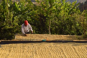 Link: Großansicht des Bildes - Bildinhalt: Mann wendet trocknende Kaffeebohnen im Freien