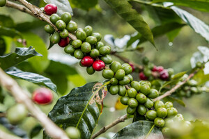 Link: Großansicht des Bildes - Bildinhalt: Grüne und rote Kaffeekirschen an einem Zweig