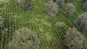 Link: Großansicht des Bildes - Bildinhalt: Arbeiter in grüner Plantage mit Baumreihen