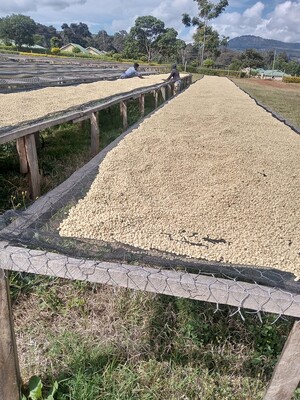 Link: Großansicht des Bildes - Bildinhalt: Kaffeebohnen trocknen auf hohen Tischen draußen