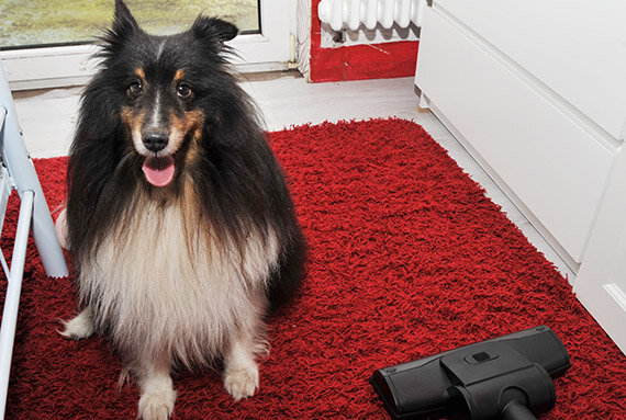 Langhaariger Hund auf rotem Teppich neben Staubsauger