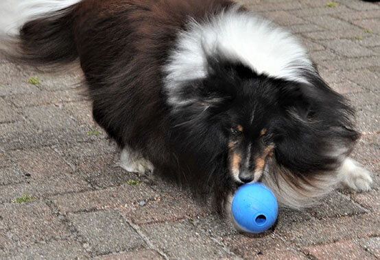 Langhaarhund spielt mit blauem Ball auf Pflaster
