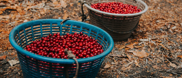 Zwei Körbe voller roter Beeren auf Waldboden