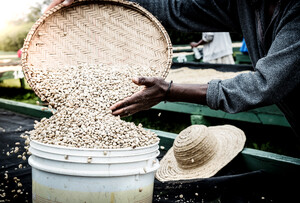 Link: Großansicht des Bildes - Bildinhalt: Hände schütten helle Kaffeebohnen in Eimer