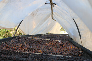 Link: Großansicht des Bildes - Bildinhalt: Kaffeekirschen trocknen unter Folientunnel