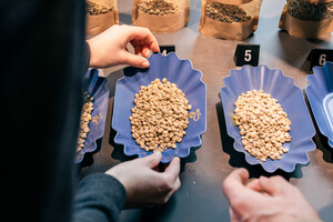 Link: Großansicht des Bildes - Bildinhalt: Hände sortieren grüne Kaffeebohnen in blauen Schalen