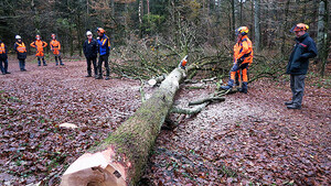 Link: Großansicht des Bildes - Bildinhalt: ... dann fällt der Baum auch im richtigen Winkel