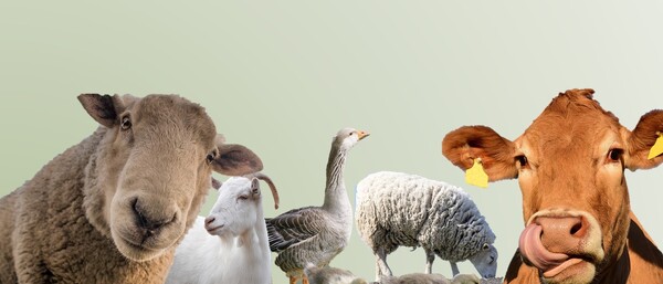 Bauernhoftiere: Schaf, Ziege, Gans, Kühe auf Wiese