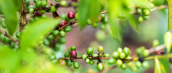 Grüne und rote Beeren an Zweigen im Blattwerk