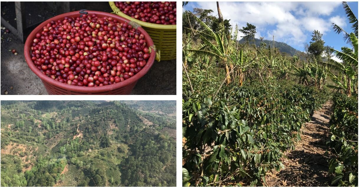 Kaffeekirschen, Kaffeeplantage und hügelige Landschaft