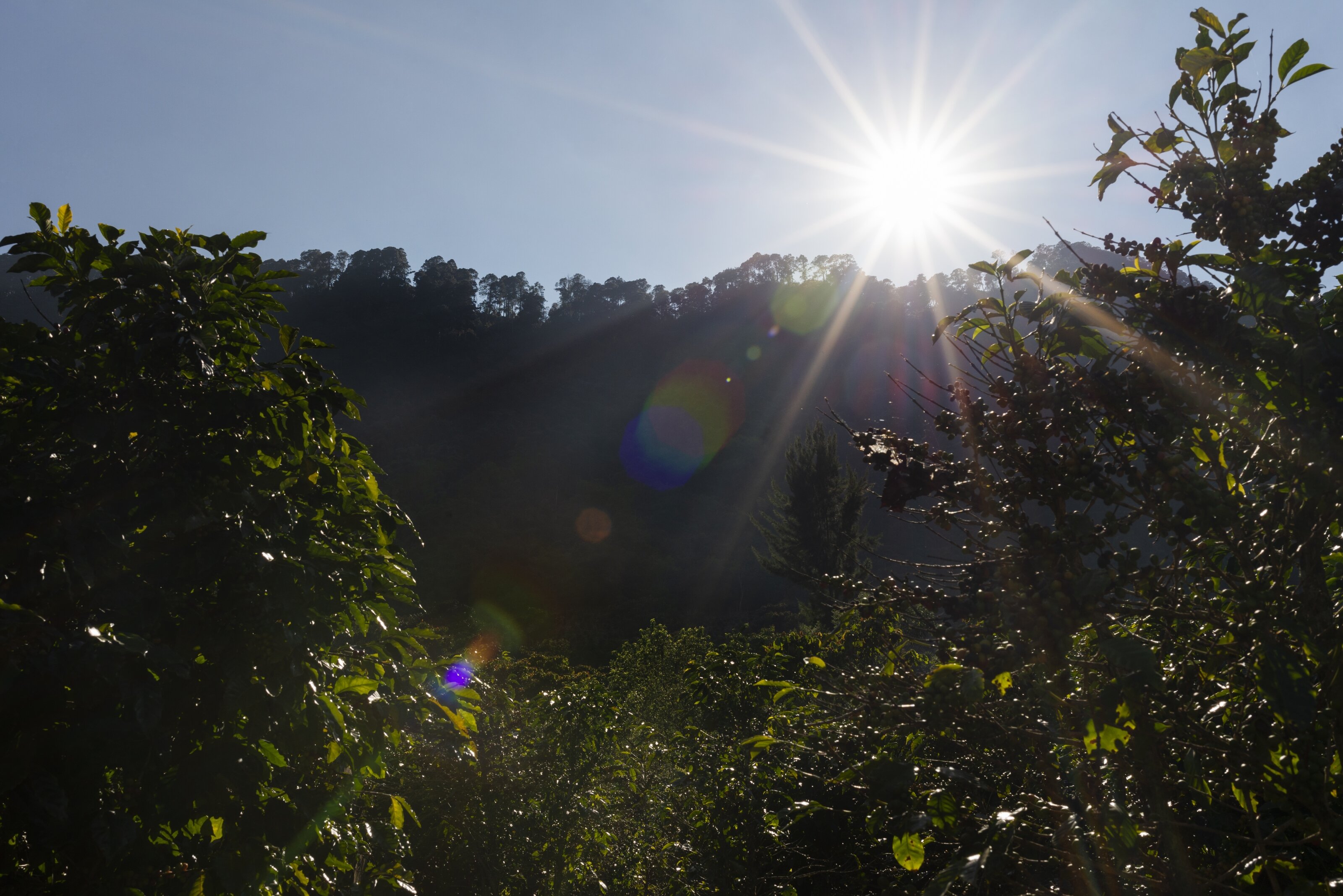 Sonne über bewaldetem Hang mit dichtem Grün