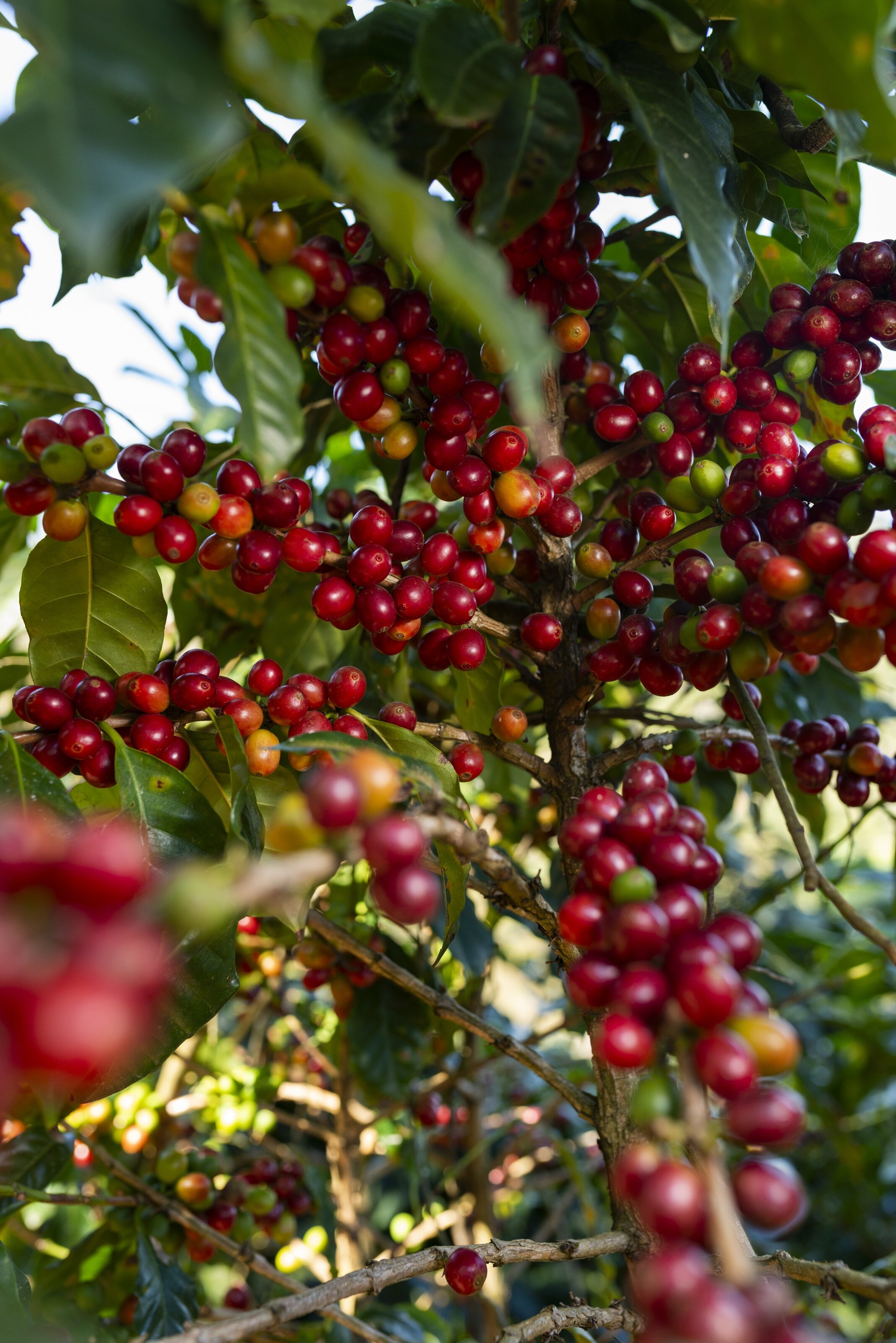 Reife rote und grüne Kaffeekirschen am Strauch