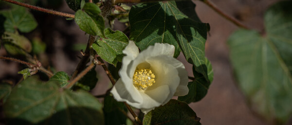 Weiße Blüte mit gelber Mitte zwischen grünen Blättern