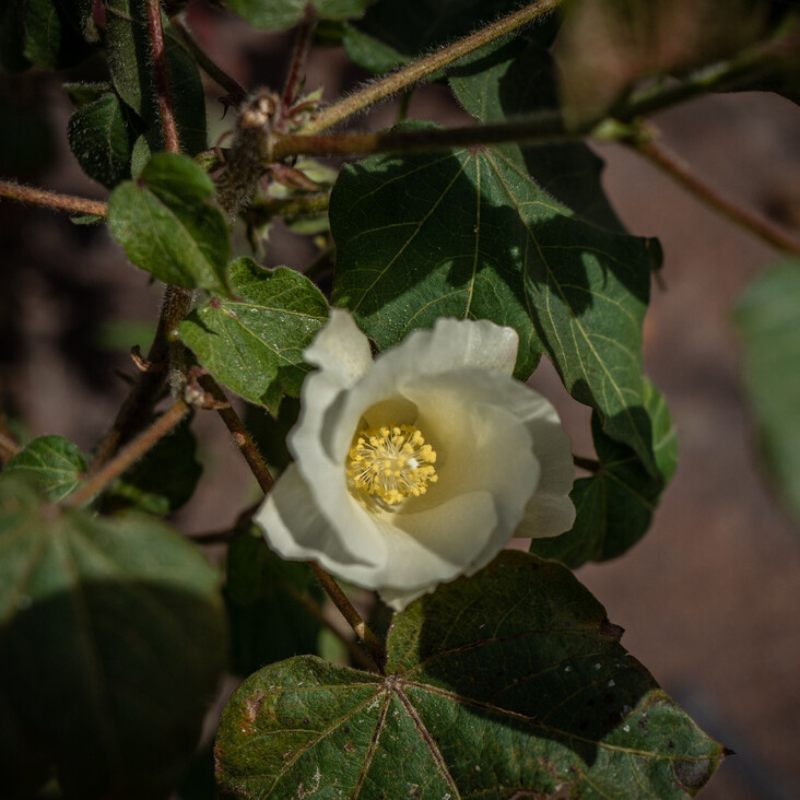 Weiße Blüte mit gelber Mitte zwischen grünen Blättern