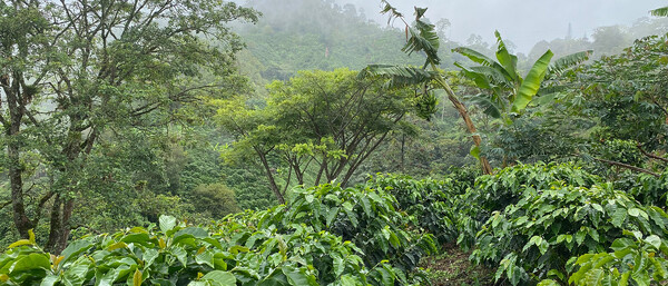 Nebelige Kaffeefarm mit Bananenbäumen im Regenwald