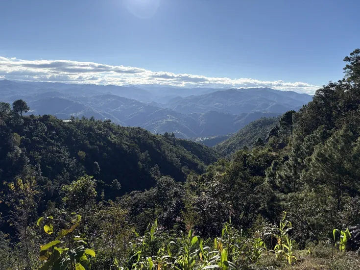 Sonnige Berglandschaft mit dichtem grünen Wald