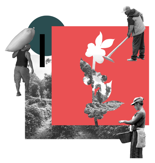 Collage von Kaffeebauern bei der Ernte