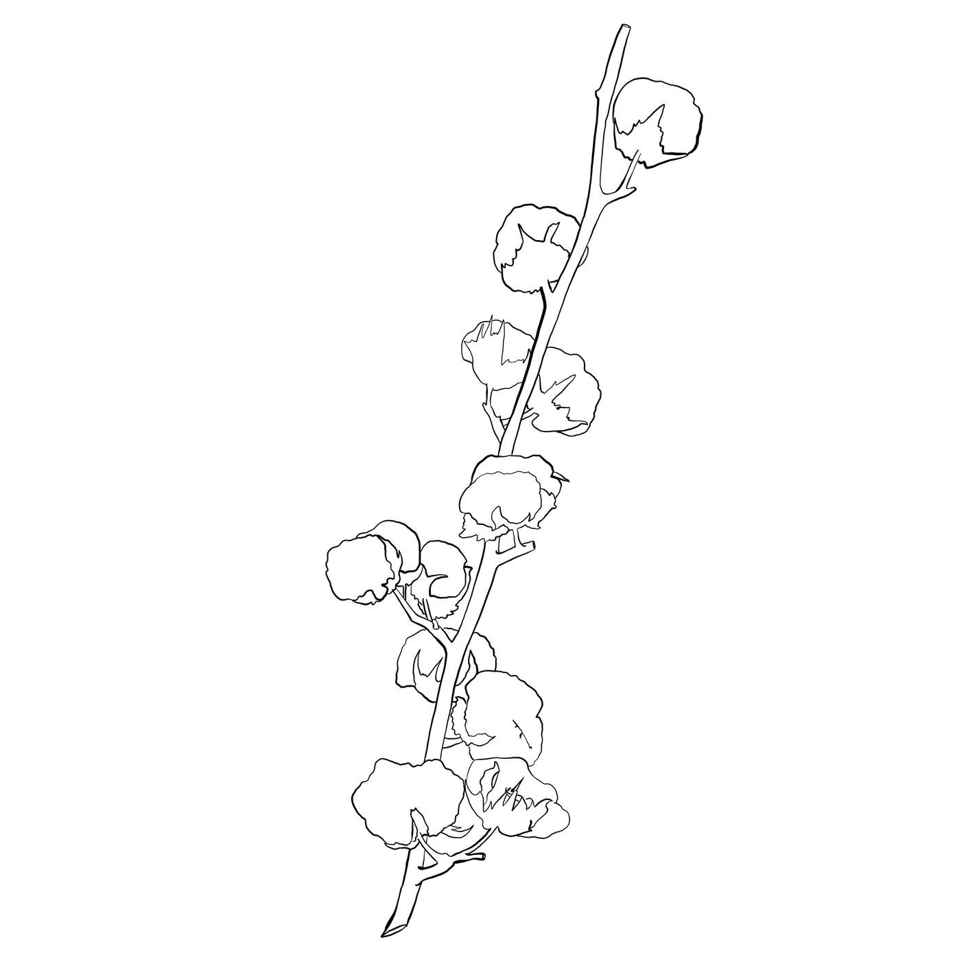 Illustration einer Baumwollpflanze
