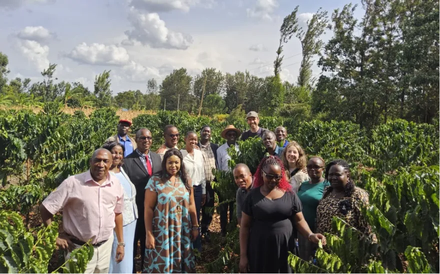 Several people, the project partners, stand in rows between densely planted green coffee bushes on red earth.