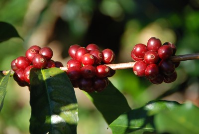 Rarität des Jahres Panama Geisha Kaffeekirschen Ursprung