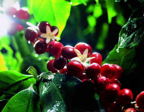 coffee cultivation, coffee cherries, coffee quality, tchibo